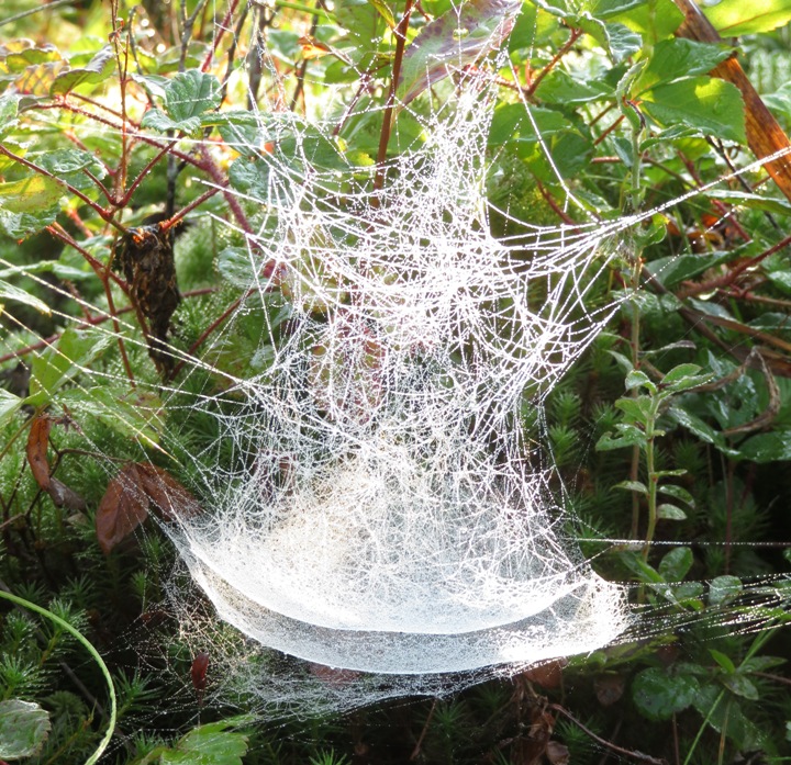 Messy, double canopy web