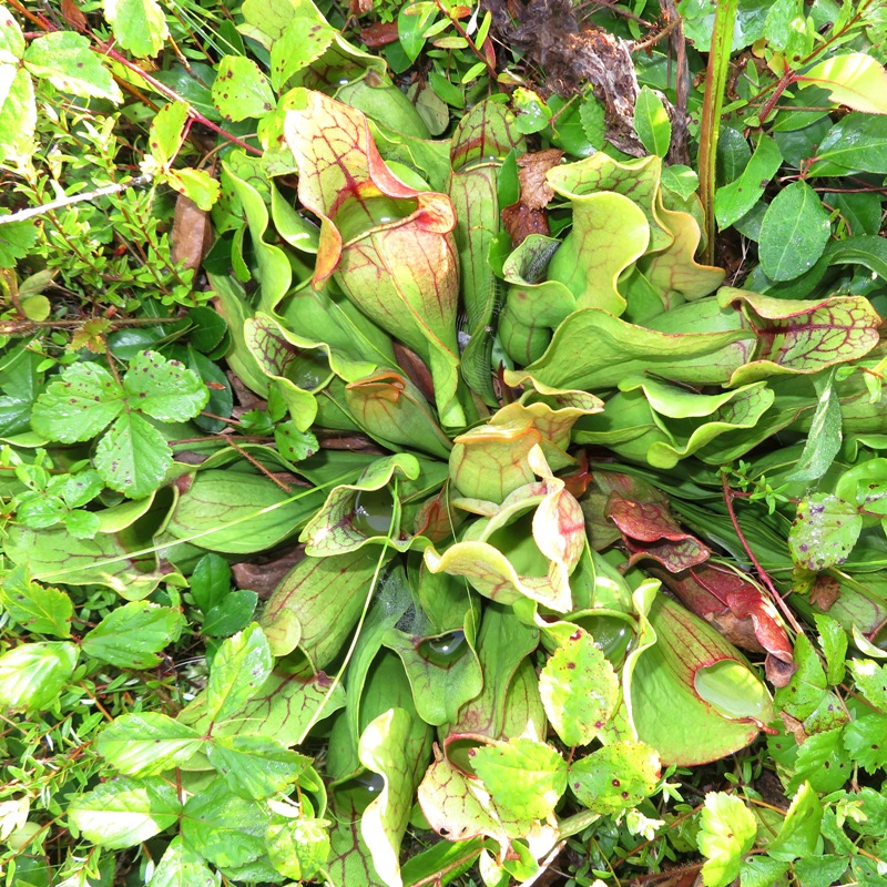 Looking down on pitcher plants