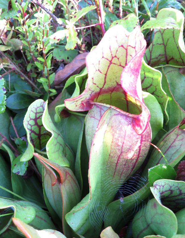 Northern pitcher-plant