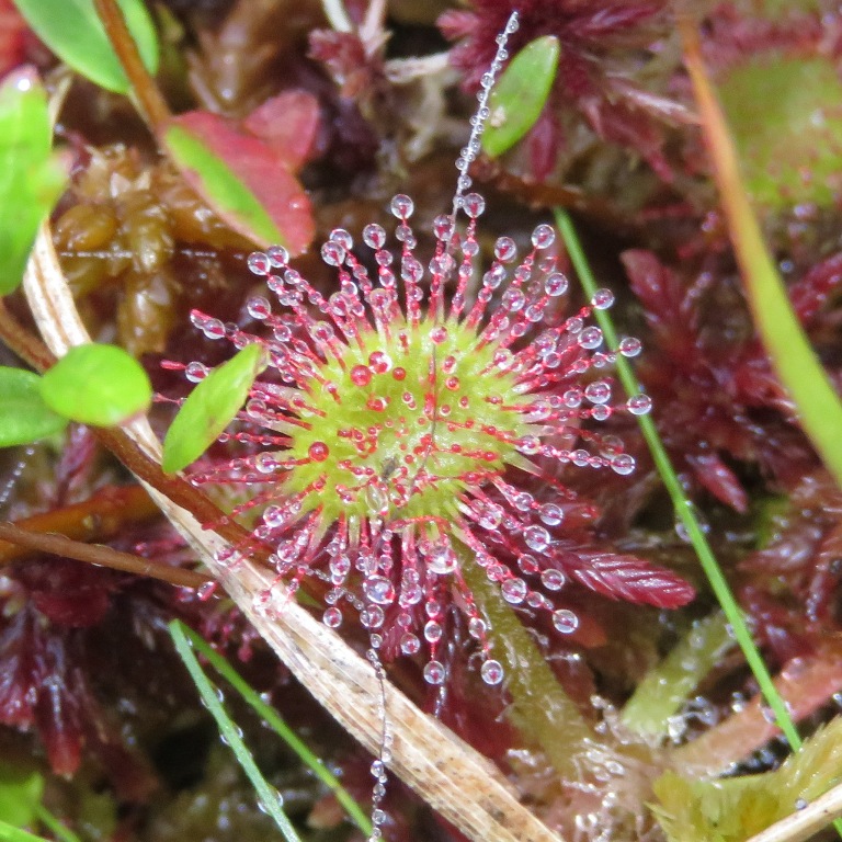 Round-leaved sundew