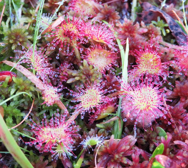 Several round-leaved sundews