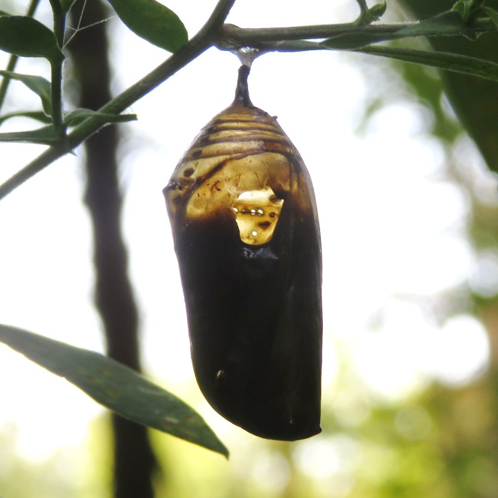 Monarch chrysallis with hole