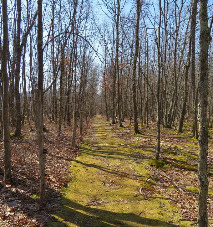 Sunlight through the bare trees lighting up the trail