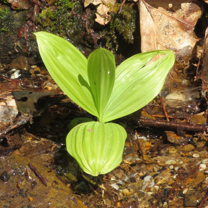 Possible Green False Hellebore