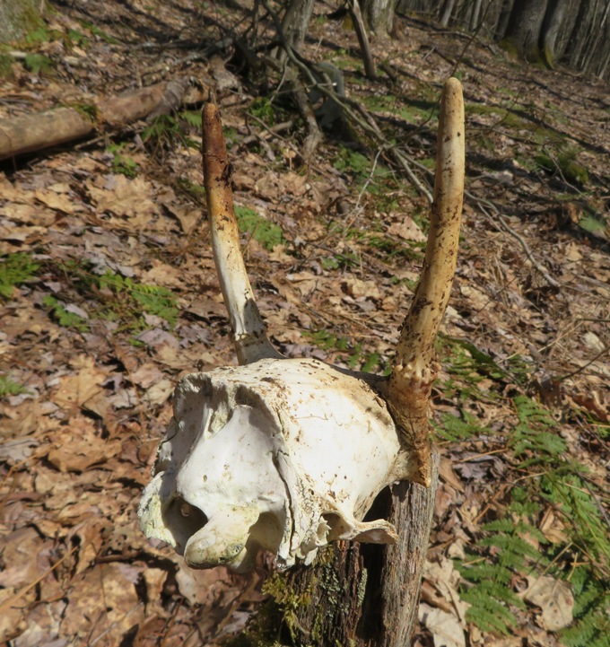 Skull of something with horns