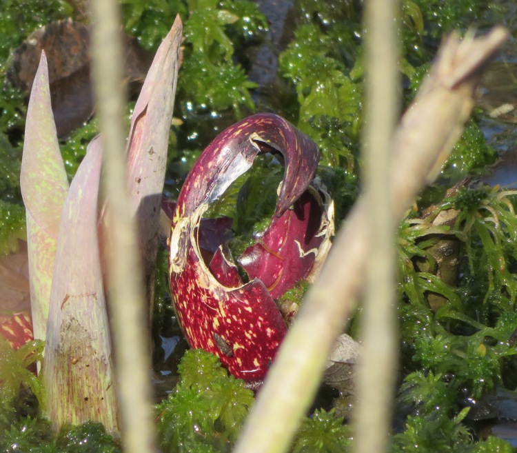 Colorful skunk cabbage