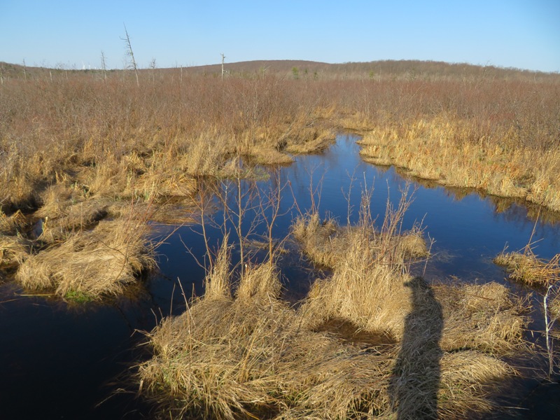 Dry grass at the swamp