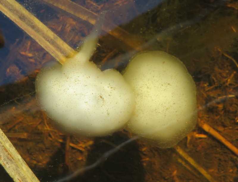 Spotted salamander egg masses