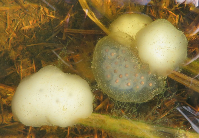 Egg masses with different opacity