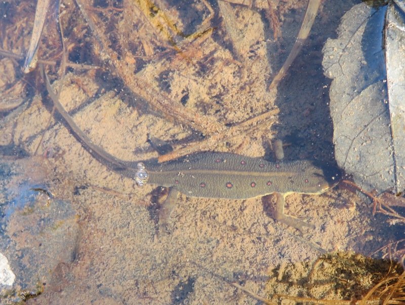 Eastern newt