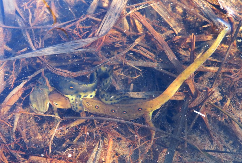 Two newts in a grappling hold