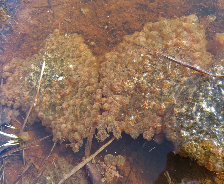 Wood frog egg masses