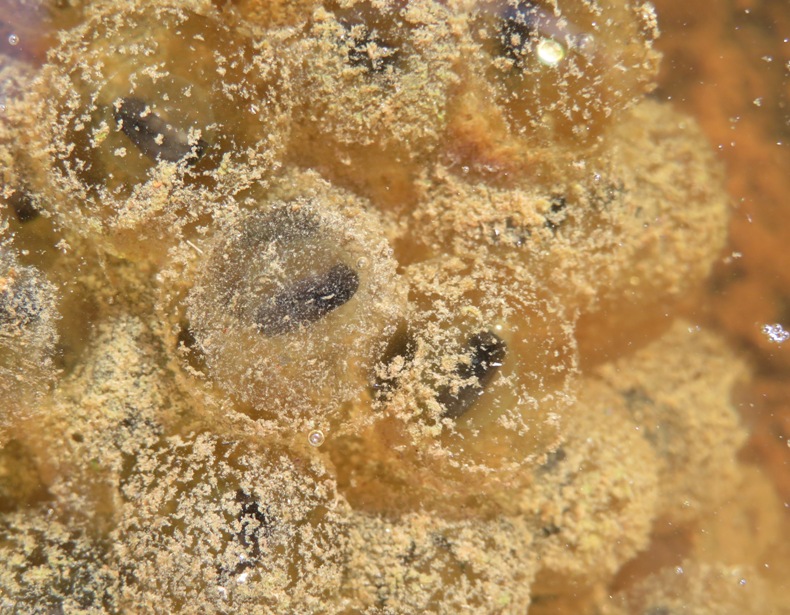 A closeup of wood frog eggs