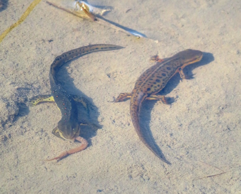 Two newts in opposite directions