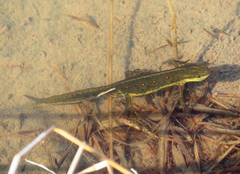 Newt with bright orange spots