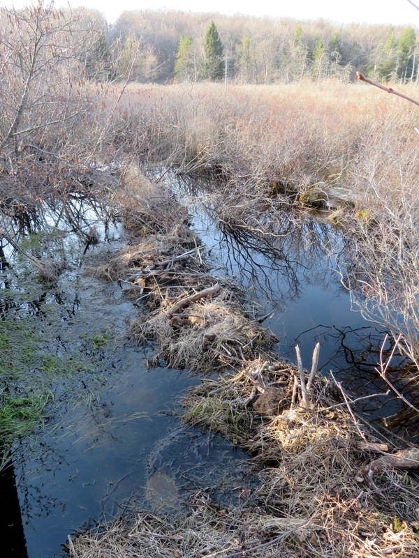 Grassy beaver dam