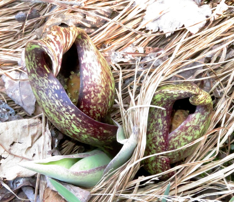 Skunk cabbage flowers