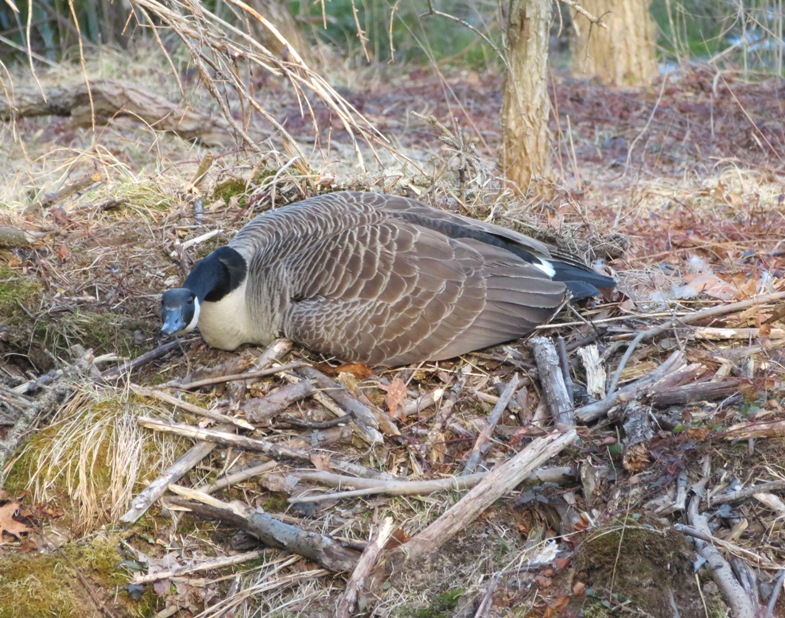 Canada goose sitting on eggs