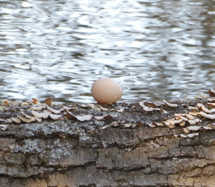 Single egg on log