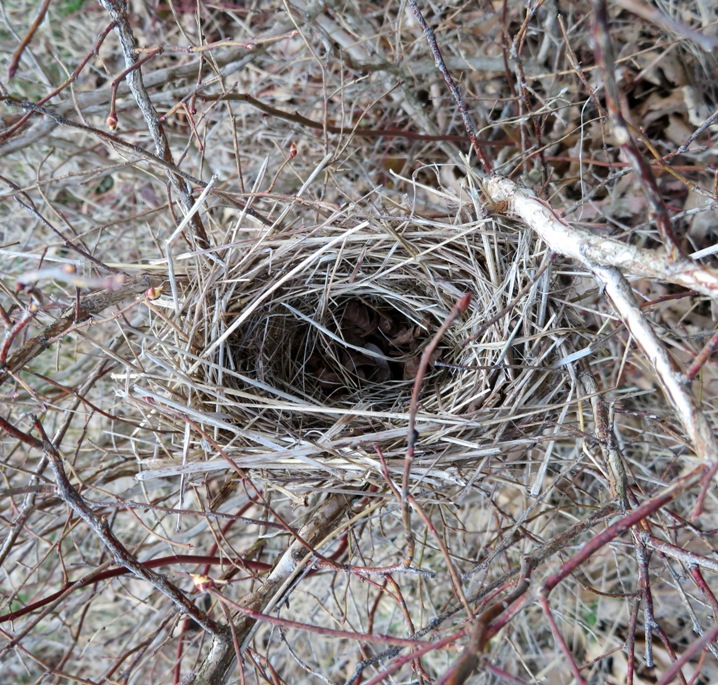 A small bird nest in a bush