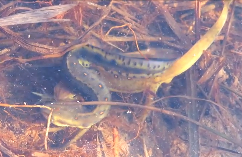 Newts mating with passerby