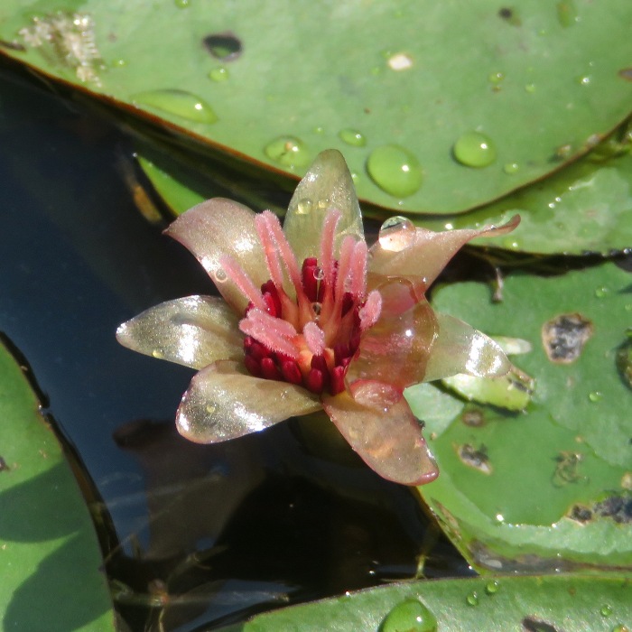 Watershield flower