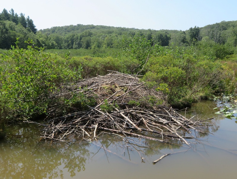 Beaver lodge