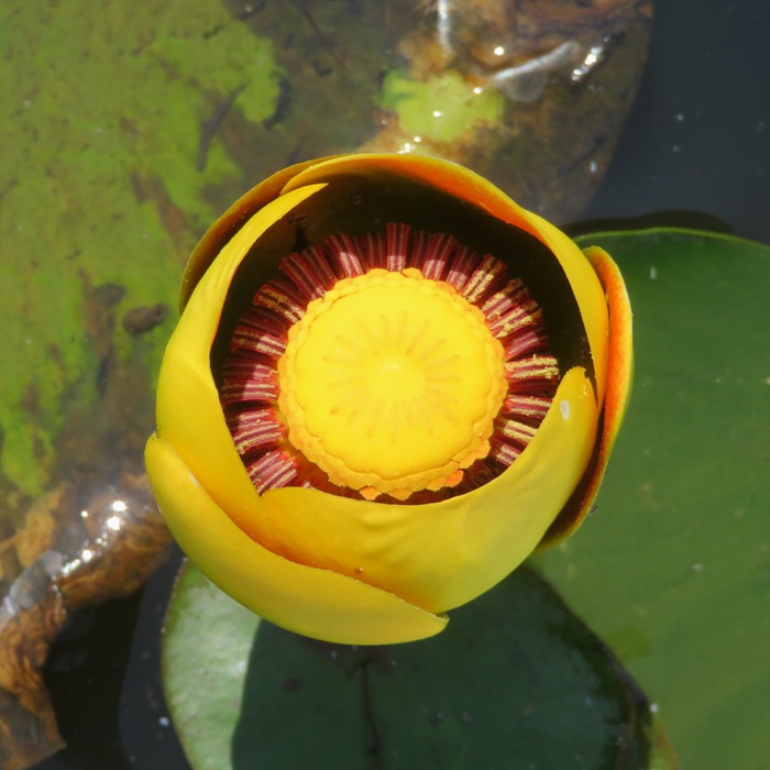 Spatterdock flower on lake