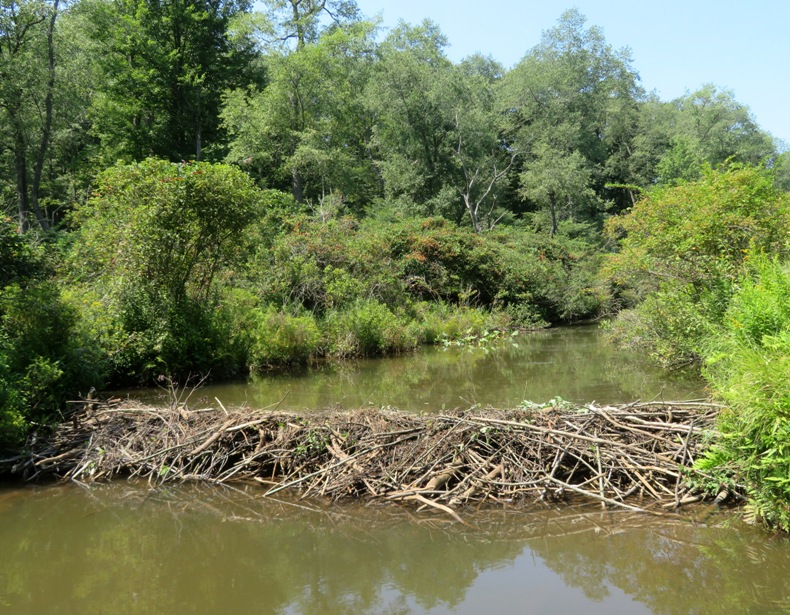 Beaver dam