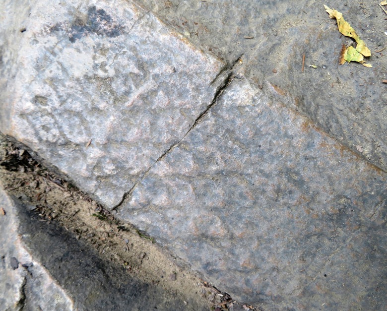 Lepidodendron impression fossil