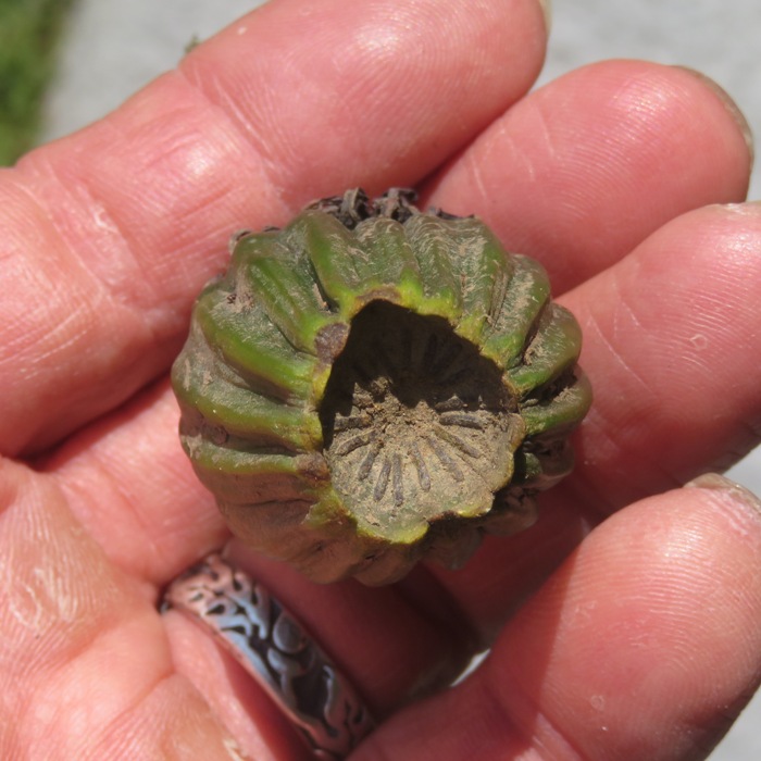 Spatterdock seed pod