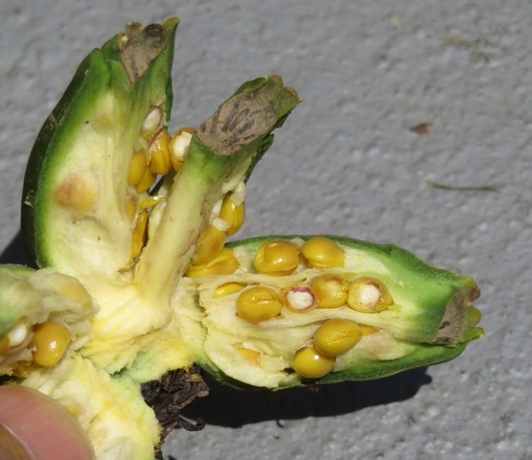 Seed pod cut open