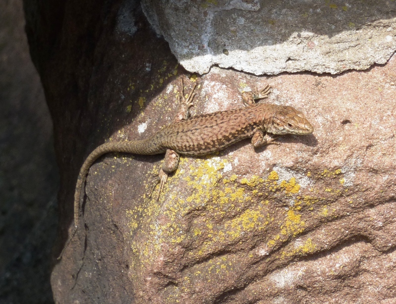 Lizard on rock