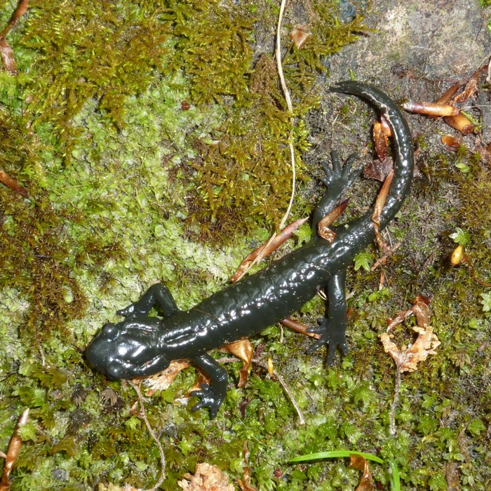 Overhead view of salamander