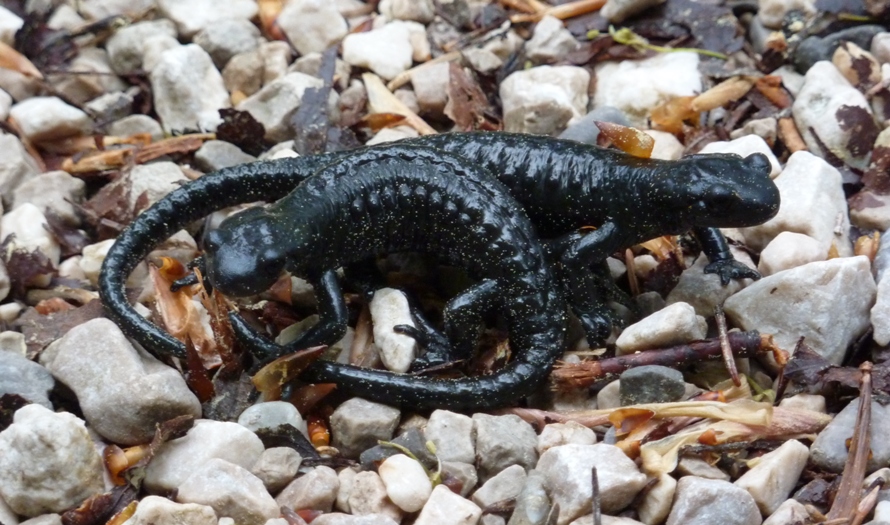 Two black salamanders