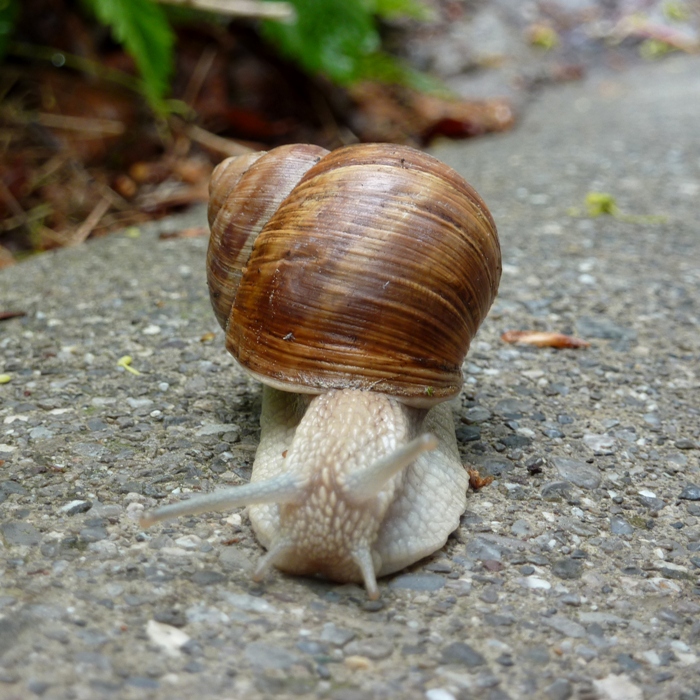 View of snail head on