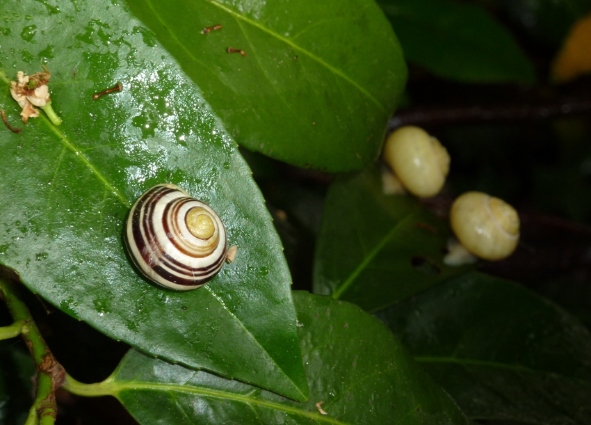 Snail with stripes on leaves with two in background