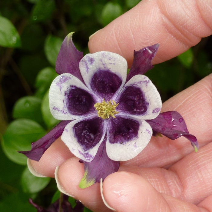 Purple and white flower with five petals