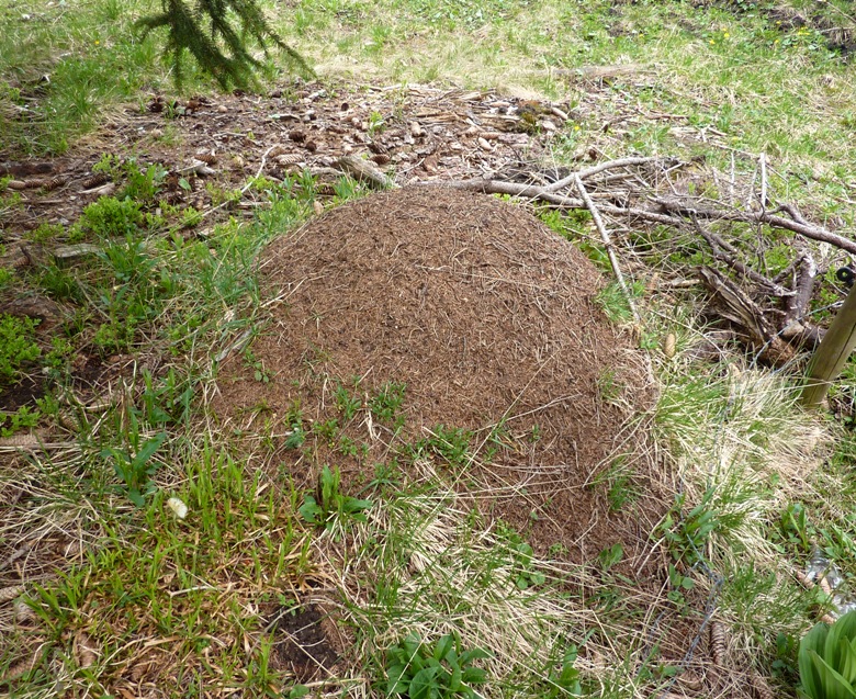 Ant hill