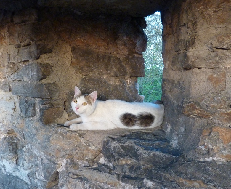 White cat on stone wall