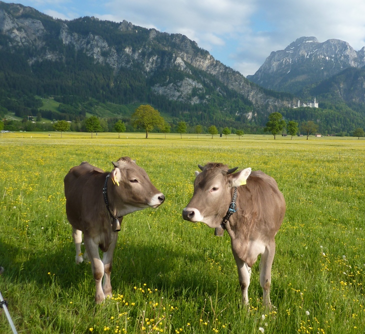 Two cows with bells