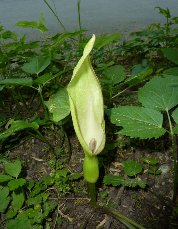 Flowering jack-in-the-pulpit plant