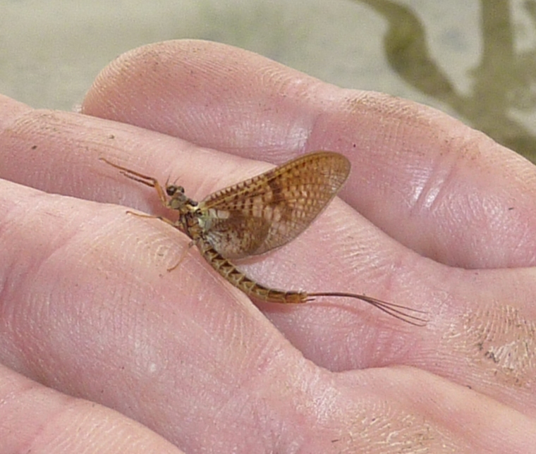 Mayfly in hand