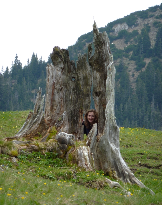 Norma looking through old stump