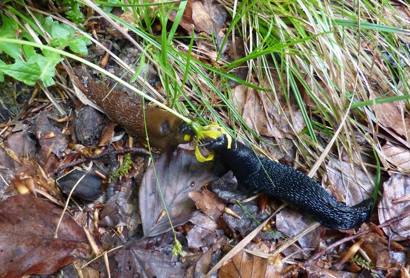 Two black slugs facing each other head on