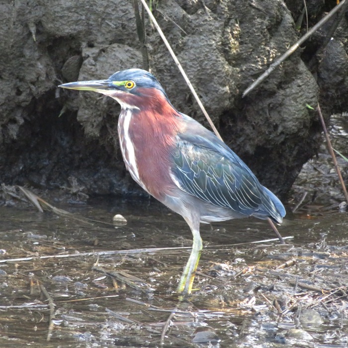 Green heron