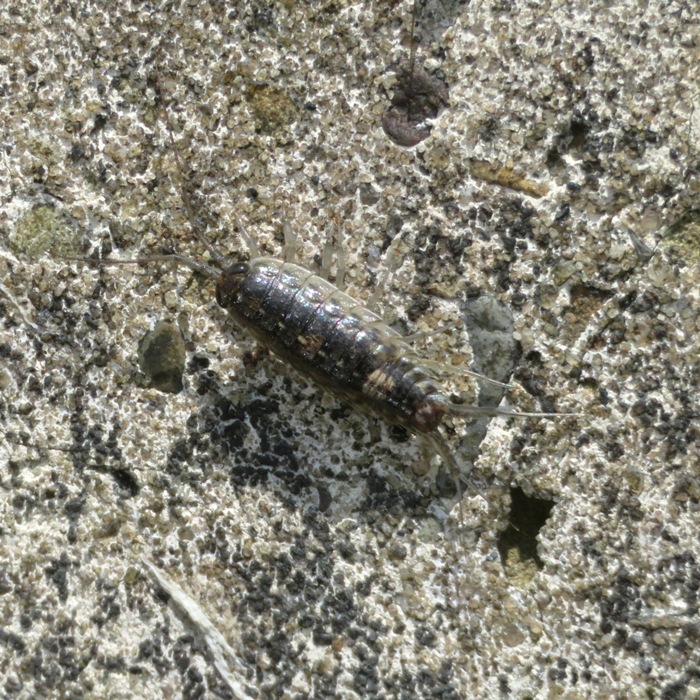 Sea roach