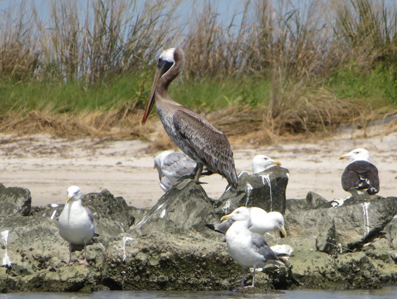 Brown pelican on rip rap with seagulls