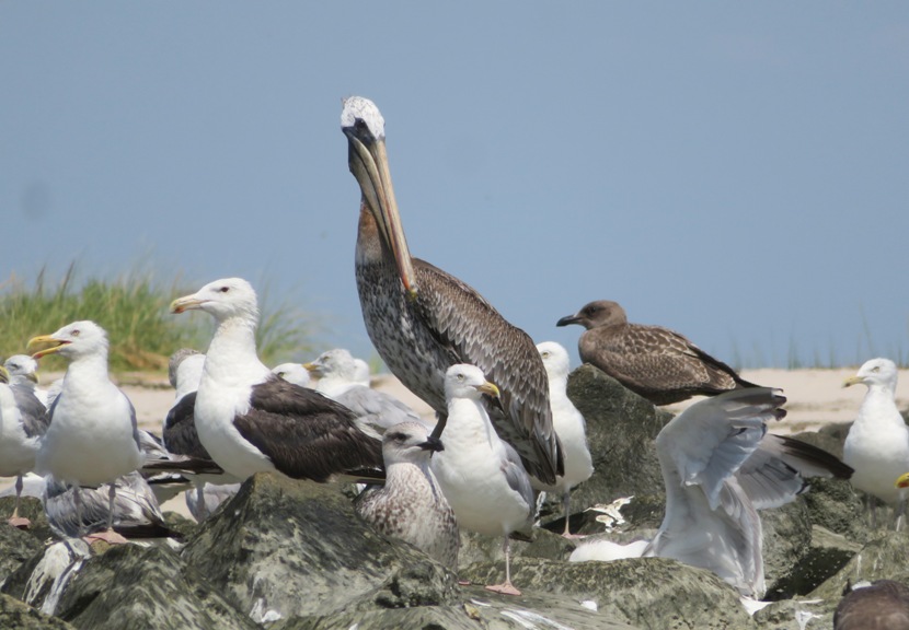 Brown pelican on rip rap with seagulls