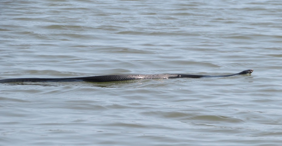 Black snake swimming